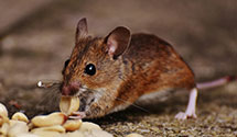 24 Hour & Emergency Exterminators in Chase City, VA
